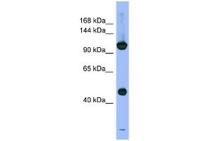 WB Suggested Anti-PSMD1 Antibody Titration: 0.
