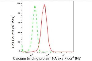Flow cytometric analysis of Calcium binding protein 1 expression in HT- cells using Calcium binding protein 1 antibody (ABIN7797827), 1:2,000). (Recombinant CABP1 anticorps)