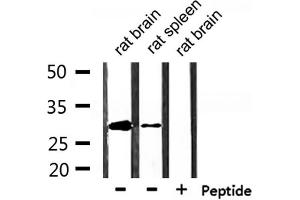 Western blot analysis of extracts from rat brain and rat spleen, using Hes1 Antibody. (HES1 anticorps  (Internal Region))