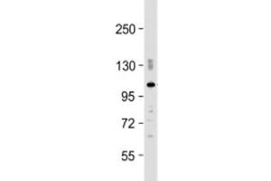 Western blot testing of mouse brain lysate with PDE2A antibody at 1:2000. (PDE2A anticorps  (AA 780-810))
