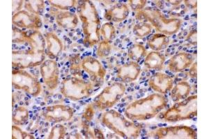 IHC testing of FFPE mouse kidney with GRP75 antibody.