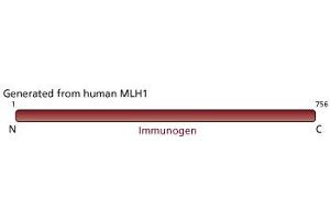 Image no. 3 for anti-MutL Homolog 1 (MLH1) antibody (ABIN967392) (MLH1 anticorps)