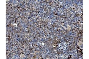IHC analysis of GRB10 using anti-GRB10 antibody (ABIN7599204). (GRB10 anticorps  (AA 1-276))