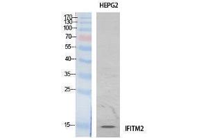 Western Blotting (WB) image for anti-Interferon Induced Transmembrane Protein 2 (IFITM2) (Internal Region) antibody (ABIN3187997) (IFITM2 anticorps  (Internal Region))