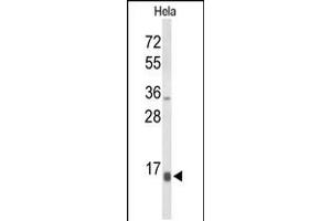 Western blot analysis of NPW Antibody in Hela cell line lysates (35ug/lane)