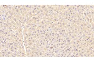 Detection of a1BG in Mouse Liver Tissue using Polyclonal Antibody to Alpha-1-B-Glycoprotein (a1BG) (A1BG anticorps  (AA 22-219))