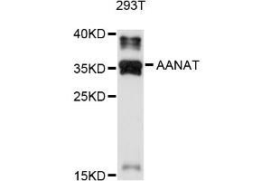 Western blot analysis of extracts of 293T cells, using AANAT antibody (ABIN4902802) at 1:1000 dilution. (AANAT anticorps)