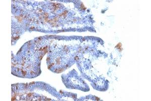 Formalin-fixed, paraffin-embedded Mouse Intestine stained with SOX2 Mouse Monoclonal Antibody (SOX2/1791).