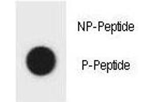 Dot blot analysis of phospho-TSC1 antibody. (TSC1 anticorps  (pTyr304))