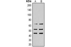 Western blot analysis of SHCA (pY427) expression in Hela (A), HEK293T (B) whole cell lysates. (SHC1 anticorps  (pTyr427))