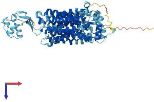 AlphaFold protein structure predicition of Mouse Recombinant Slc22a2 Protein, UniprotID O70577