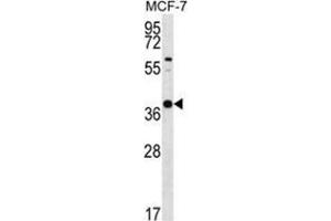 YIF1B Antibody (N-term) western blot analysis in MCF-7 cell line lysates (35 µg/lane).