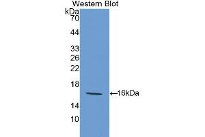Western blot analysis of recombinant Mouse GAL9. (Galectin 9 anticorps  (AA 225-353))