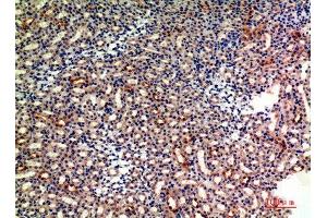 Immunohistochemistry (IHC) analysis of paraffin-embedded Mouse Kidney, antibody was diluted at 1:200. (CD235a/GYPA anticorps  (Internal Region))