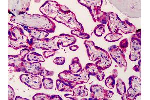 Anti-SREBP-2 antibody IHC of human placenta.