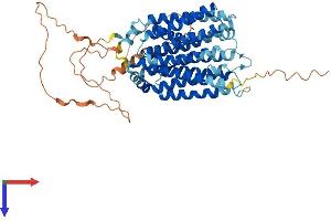 AlphaFold protein structure predicition of Human Recombinant SLC29A4 Protein, UniprotID Q7RTT9