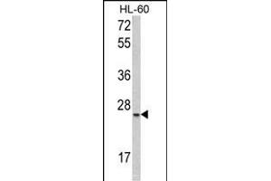 Western blot analysis of SFRS1 Antibody (C-term) (ABIN390841 and ABIN2841068) in HL-60 cell line lysates (35 μg/lane).