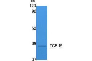 Western Blotting (WB) image for anti-Transcription Factor 19 (TCF19) (Internal Region) antibody (ABIN3178109) (TCF19 anticorps  (Internal Region))