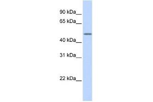 Cytokeratin 16 antibody used at 1 ug/ml to detect target protein. (KRT16 anticorps)