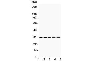 Western blot testing of CD82 antibody and Lane 1:  HL-60;  2: CEM;  3: HUT;  4: U937;  5: MCF-7 (CD82 anticorps  (AA 98-267))