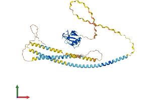 AlphaFold protein structure predicition of Mouse Recombinant Msr1 Protein, UniprotID P30204