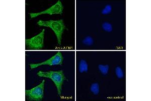 ABIN2613375-P1 Immunofluorescence analysis of paraformaldehyde fixed HeLa cells, permeabilized with 0. (AIF anticorps  (AA 183-195))