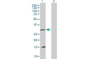Western Blot analysis of DNAJC22 expression in transfected 293T cell line by DNAJC22 MaxPab polyclonal antibody.
