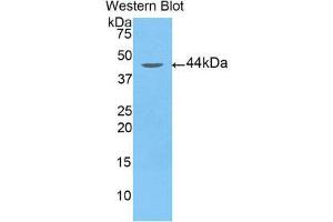 Western Blotting (WB) image for anti-Arrestin, beta 2 (ARRB2) (AA 262-430) antibody (ABIN1858084) (Arrestin 3 anticorps  (AA 262-430))