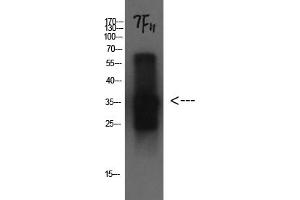 Western Blotting (WB) image for anti-Cystatin C (CST3) antibody (ABIN5956239) (CST3 anticorps)