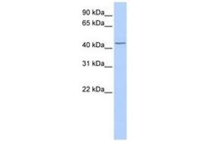 Image no. 1 for anti-TraB Domain Containing (TRABD) (AA 216-265) antibody (ABIN6743116) (TRABD anticorps  (AA 216-265))