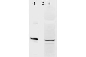 Western Blot analysis of Human HeLa cell lysates showing detection of Aha1 protein using Mouse Anti-Aha1 Monoclonal Antibody, Clone 4H9. (AHSA1 anticorps  (HRP))