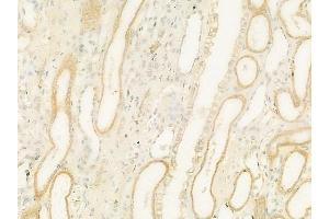 ABIN6265903 and ABIN6273184 at 1/100 staining human normal kidney tissue by IHC-P.