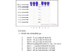 Gel Scan of Apolipoprotein B, Human Plasma  This information is representative of the product ART prepares, but is not lot specific.