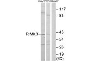 Western blot analysis of extracts from HepG2/COS cells, using RIMKB Antibody.