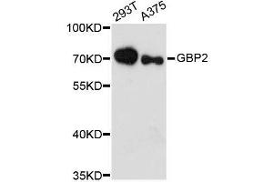 Western blot analysis of extracts of various cell lines, using GBP2 antibody. (GBP2 anticorps  (AA 410-520))