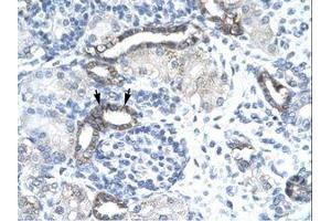 Image no. 3 for anti-EVX1 (EVX1) (AA 74-123) antibody (ABIN202451)