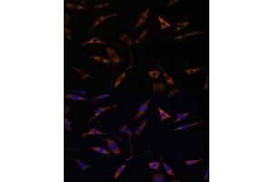 Immunofluorescence analysis of L929 cells using RPL28 antibody (ABIN7270001) at dilution of 1:100.