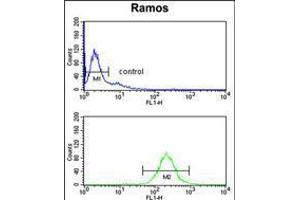 Flow cytometry analysis of Ramos cells (bottom histogram) compared to a negative control cell (top histogram). (NUCKS1 anticorps  (N-Term))