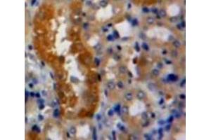 Used in DAB staining on fromalin fixed paraffin-embedded Kidney tissue (RNH1 anticorps  (AA 76-333))