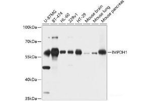Western blot analysis of extracts of various cell lines using IMPDH1 Polyclonal Antibody at dilution of 1:1000. (IMPDH1 anticorps)