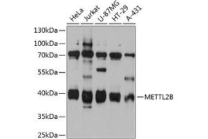 Western blot analysis of extracts of various cell lines, using METTL2B antibody (ABIN6128287, ABIN6143769, ABIN6143770 and ABIN6215654) at 1:3000 dilution. (METTL2B anticorps  (AA 100-250))
