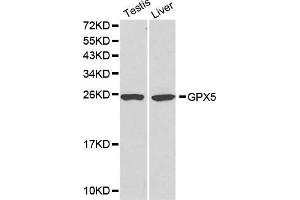 Western Blotting (WB) image for anti-Glutathione Peroxidase 5 (GPX5) (AA 1-100) antibody (ABIN3021372) (GPX5 anticorps  (AA 1-100))