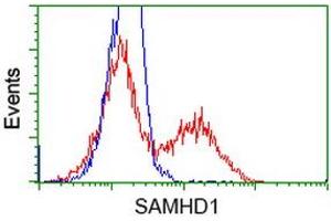Image no. 5 for anti-SAM Domain and HD Domain 1 (SAMHD1) antibody (ABIN1500800)