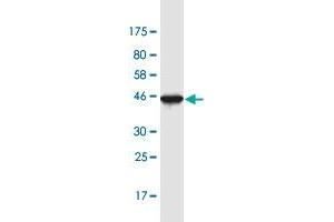 Western Blot detection against Immunogen (40.