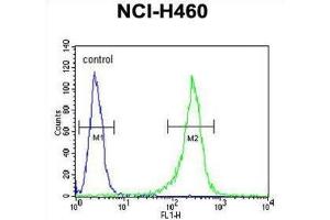 Flow Cytometry (FACS) image for anti-Glucosamine (N-Acetyl)-6-Sulfatase (GNS) antibody (ABIN3002692) (GNS anticorps)