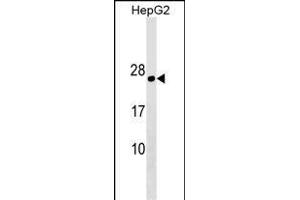PLLP Antibody (N-term) (ABIN1538855 and ABIN2849782) western blot analysis in HepG2 cell line lysates (35 μg/lane). (Plasmolipin anticorps  (N-Term))