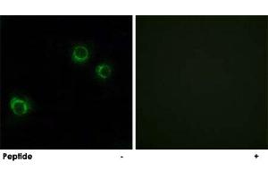 Immunofluorescence analysis of HUVEC cells, using CLDN6 polyclonal antibody . (Claudin 6 anticorps)