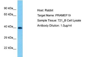 Host: Rabbit Target Name: PRAMEF19 Sample Type: 721_B Whole Cell lysates Antibody Dilution: 1. (PRAMEF19 anticorps  (N-Term))