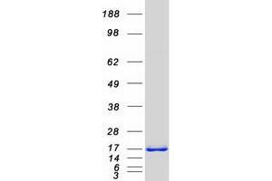 Validation with Western Blot