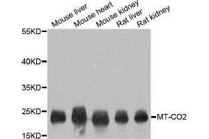 Western blot analysis of extracts of various cell lines, using MT-CO2 antibody. (COX2 anticorps)